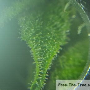 clear, milky and amber trichomes on leaves