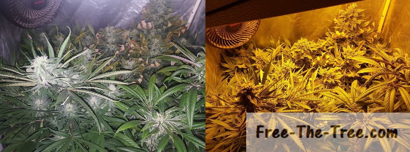 Marijuana Photo-periods | What are they? How is it important?