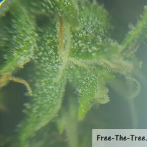 milky trichomes under the miroscope