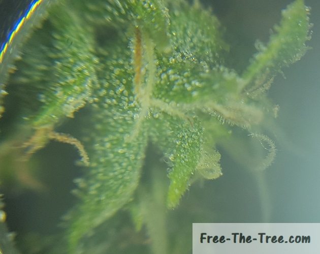 milky trichomes under the miroscope