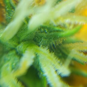 close up on pistil and trichomes