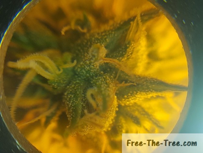 Close up on trichomes growing on marijuana flower