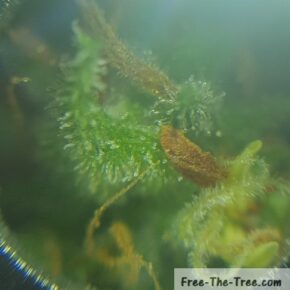 BBC trichomes on the pistils
