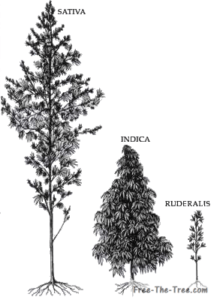 size and bushiness of Sativa, indica and ruderalis strains
