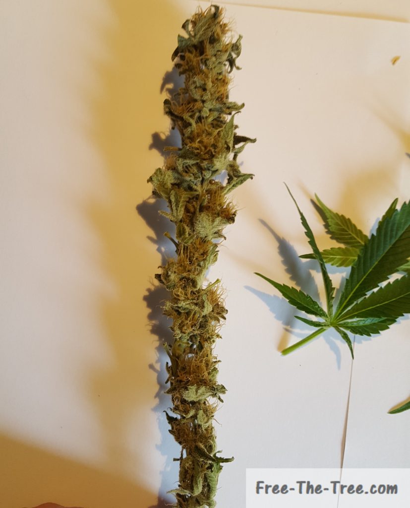 8th week Harvested bud