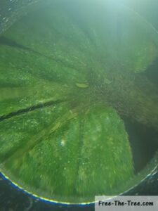 Microscope view of thrips larvae on the base of marijuana leaf