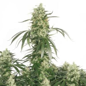 thumbnail The Ultimate Feminized Seeds