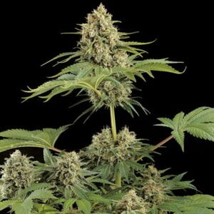 thumbnail Moby Dick Feminized Seeds