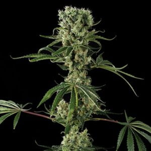 thumbnail Moby Dick #2 Feminized Seeds