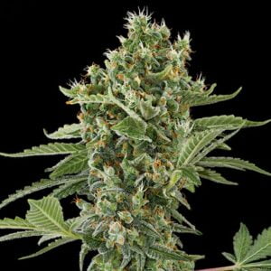 thumbnail Moby Dick Autoflowering Seeds
