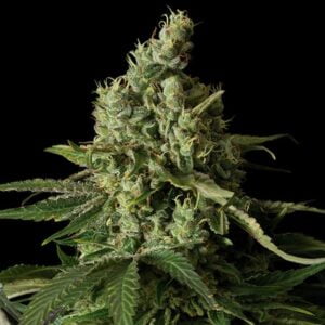 thumbnail Moby Dick CBD Feminized Seeds