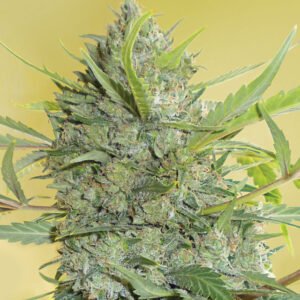 thumbnail Serious Happiness Feminized Seeds