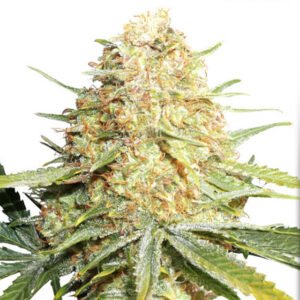 thumbnail Lemon Zkittle Feminized Seeds