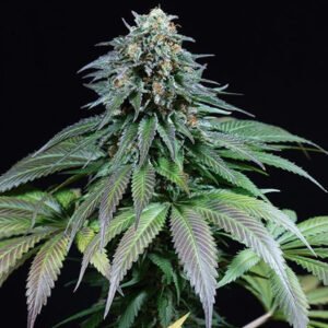 thumbnail Purple Moby Dick Feminized Seeds