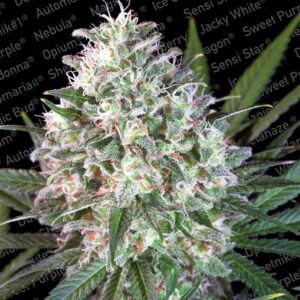 thumbnail Space Cookies Feminized Seeds