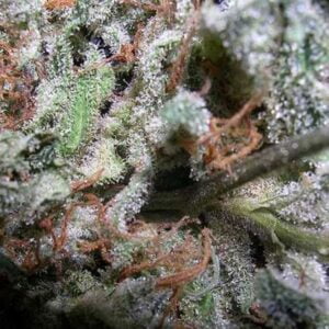 thumbnail Indica Champions Pack Feminized Seeds