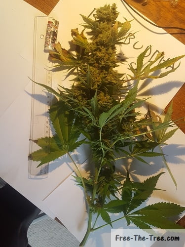 30cm marijuana bud before pruning