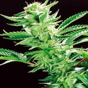 thumbnail Easy Rider Seeds