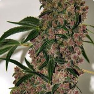 thumbnail Girl Scout Cookies XTRM Feminized Seeds