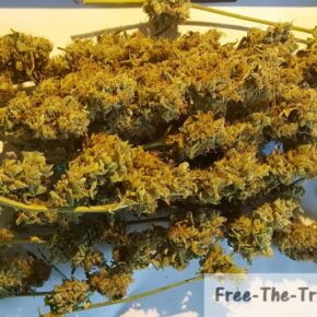 weed buds done drying and ready to cure