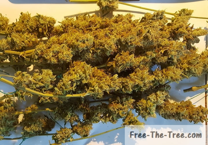 weed buds done drying and ready to cure