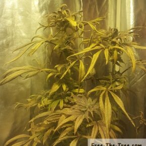 Last day of the blue kush in the tent, 3 purple colas