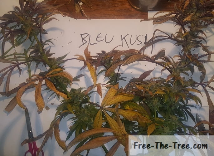 Blue Kush just harvested with purple and yellow leaves