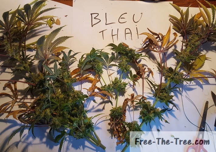 freshly harvested blue thai plant