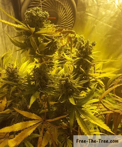 Fat cheese buds just before harvesting