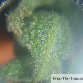 thousands of trichomes on the bud