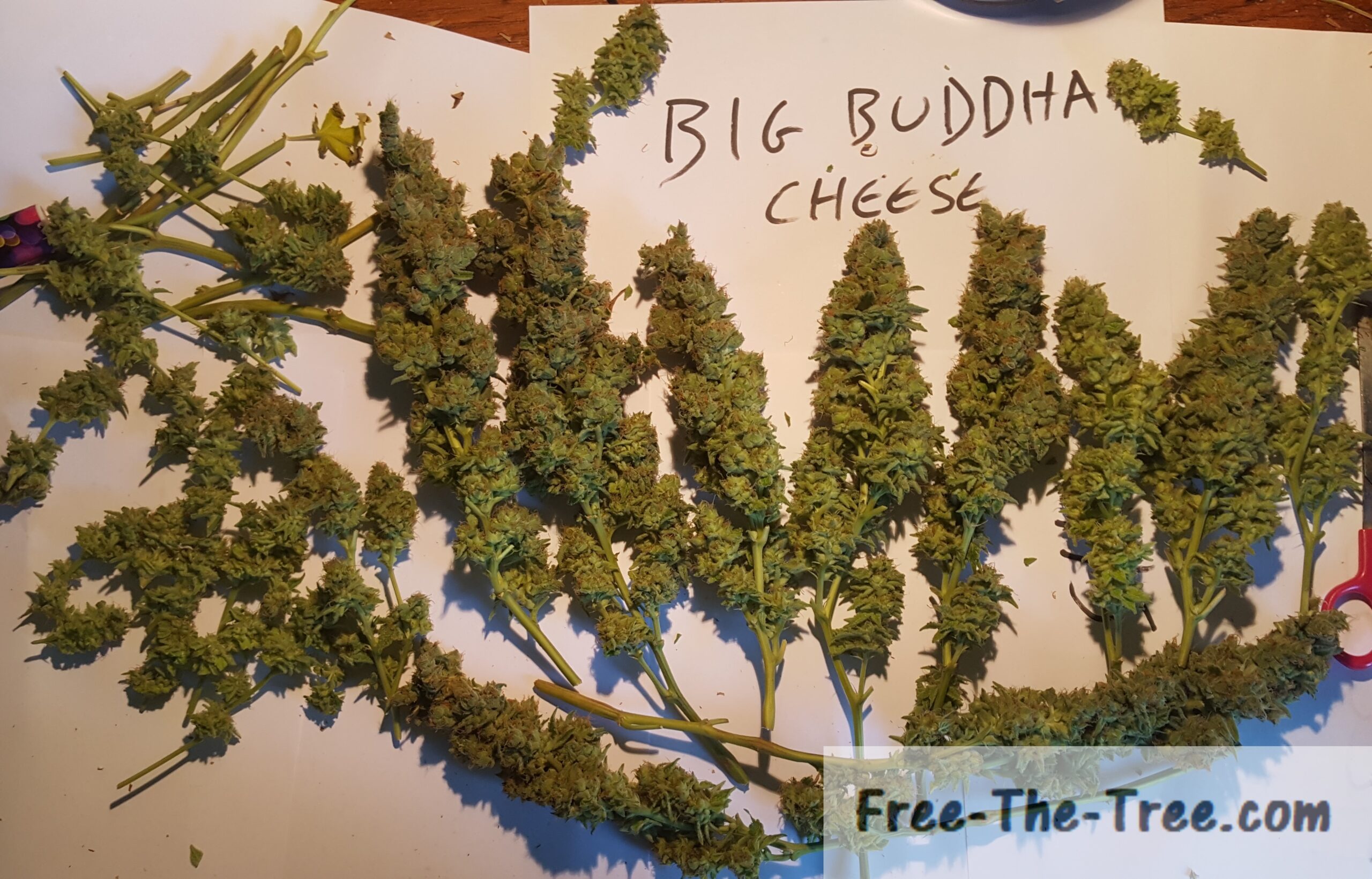 Big Buddha Cheese Grow Report | From Cuttings to Harvest