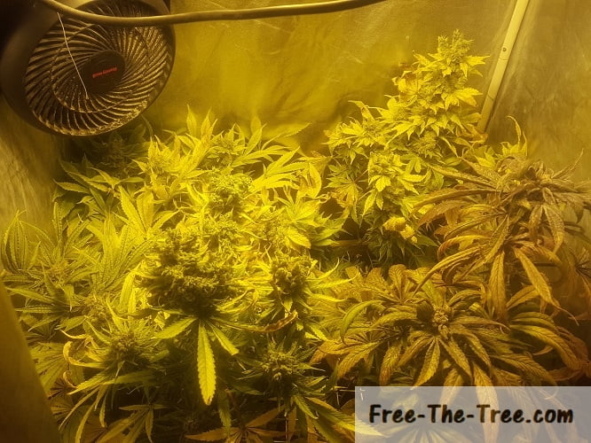marijuana week 11 flowering stage