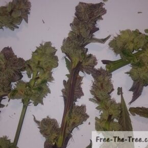 some of the Purple flowers on the Blue Kush Plant