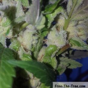 thousands of trichomes on bud
