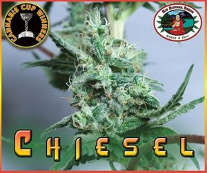 thumbnail Chiesel Feminized Seeds