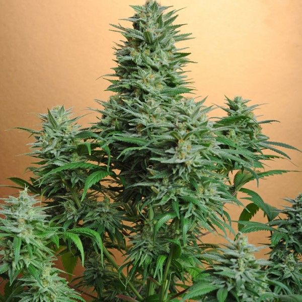 papaya feminized cannabis plant