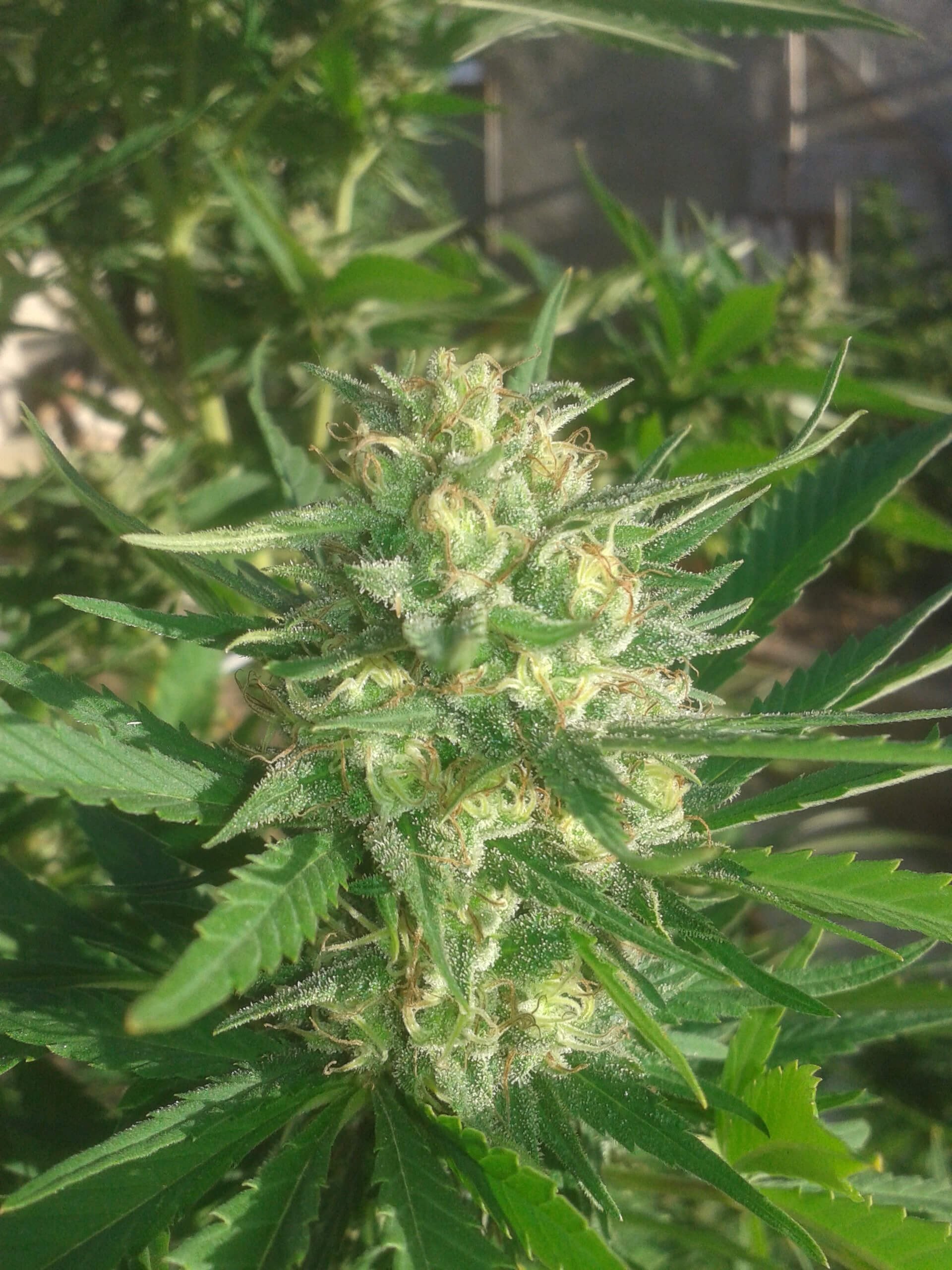 Buy Sex Bud Feminized Seeds Compare Cannabis Prices And Strains