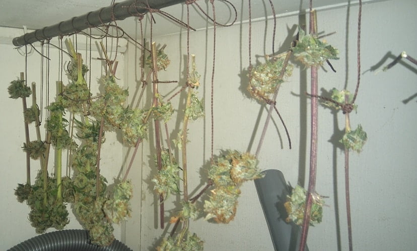 Blue Kush and Critical buds drying