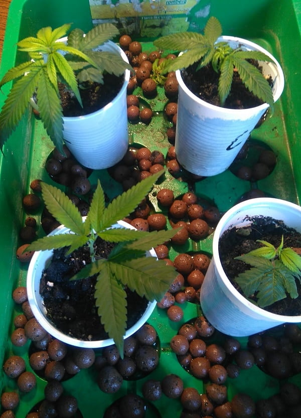 How-To Guide: How to clone Cannabis