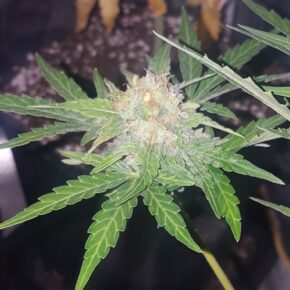 Brown pistils, too withered to be pollinized