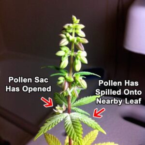 Male cannabis pollen sac opened