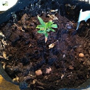 Freshly transplanted plant into 2L pot