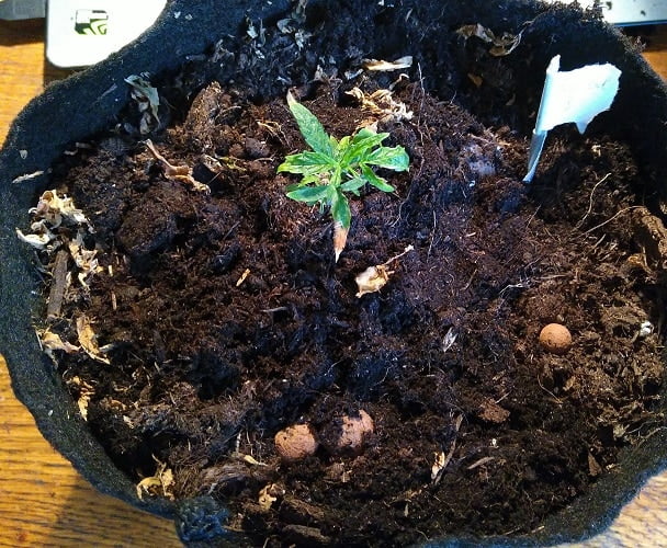 Freshly transplanted plant into 2L pot