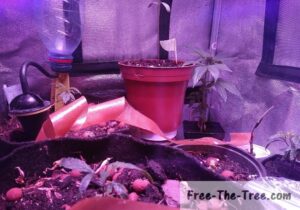 6 cannabis plants in the 2nd week of vegetation