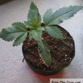 Plant transplanted in fabric pot