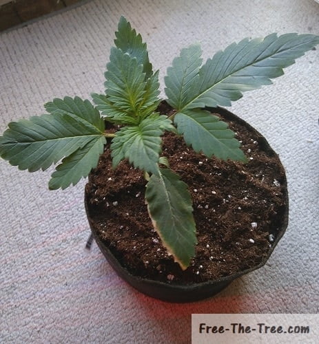 Plant transplanted in fabric pot