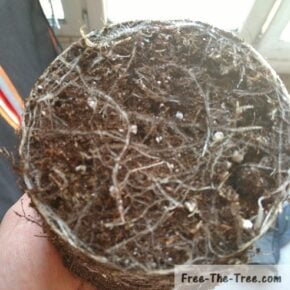 root ball while transplanting