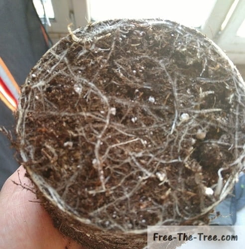 root ball while transplanting