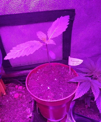 laughing buddha growing second stage of leaves