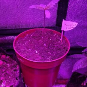 seedling stretching which en dangerous her capacity of standing upright